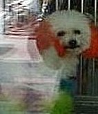 Rainbow Poodle